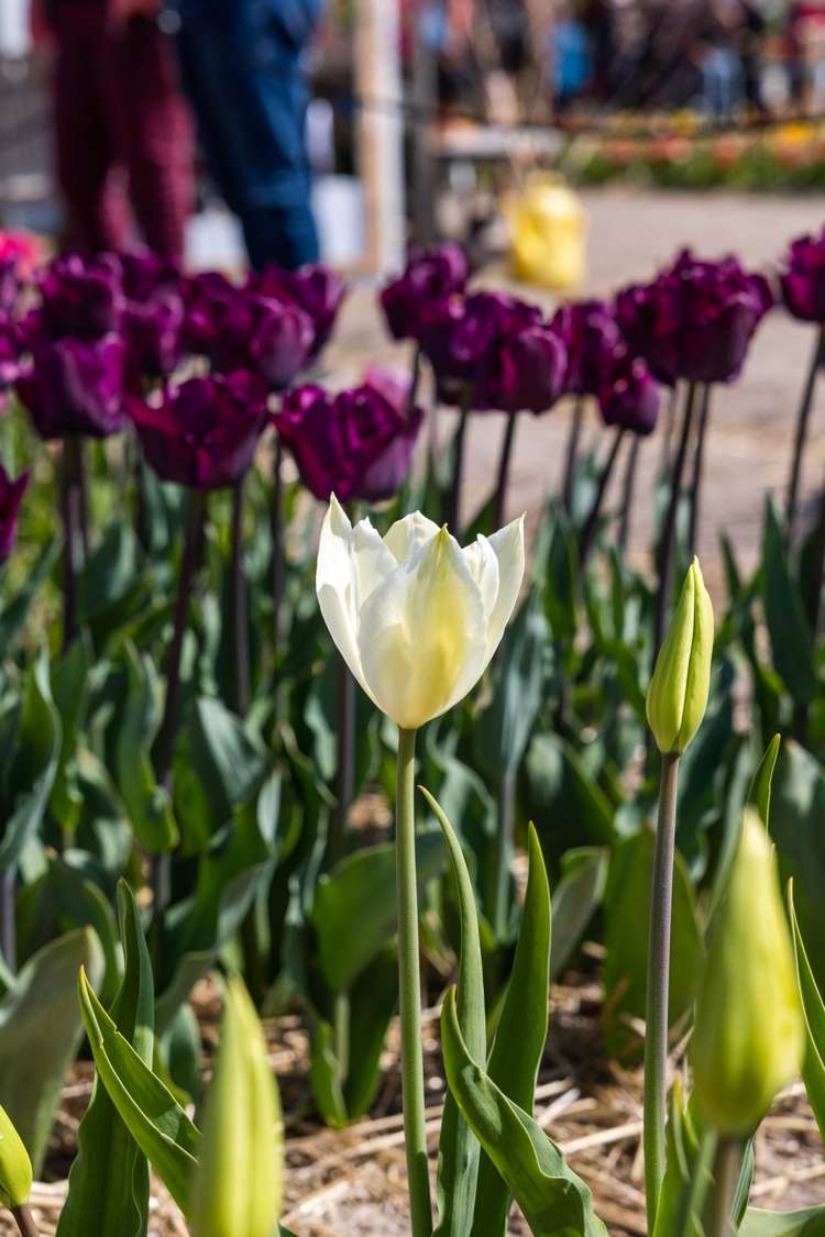 Tulpan 'White Triumphator'